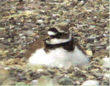 Der Flussregenpfeifer (Charadrius dubius) bringt es auf eine Krperlnge von 14 - 18 Zentimeter. Der zur Familie der Regenpfeifer (Charadriidae) Vogel wiegt dabei zwischen 30 und 60 Gramm und hat eine Flgelspannweite von 35 - 46 Zentimeter. 