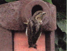 Der schlanke Spechtvogel (16, 5 cm gro und 35 g schwer) ist durch sein rindenfarbiges, graubraun geschecktes Gefieder bestens getarnt. Ein dunkler Lngsstreifen zieht vom Nacken bis zum Brzel. Sein kurzer Schnabel unterscheidet ihn deutlich von den echt